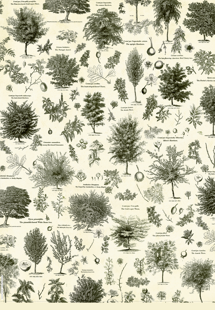 Geschenkpapierbogen: Vintage botanische Illustration mit beschrifteten Bäumen, Blättern und Früchten auf beigem Hintergrund.