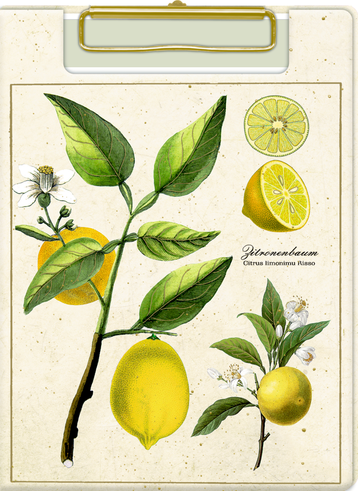 Abbildung von Zitronen, Blättern, Blüten und einer ganzen/halbierten Zitrone mit der Aufschrift „Citrus limonum Risso“.