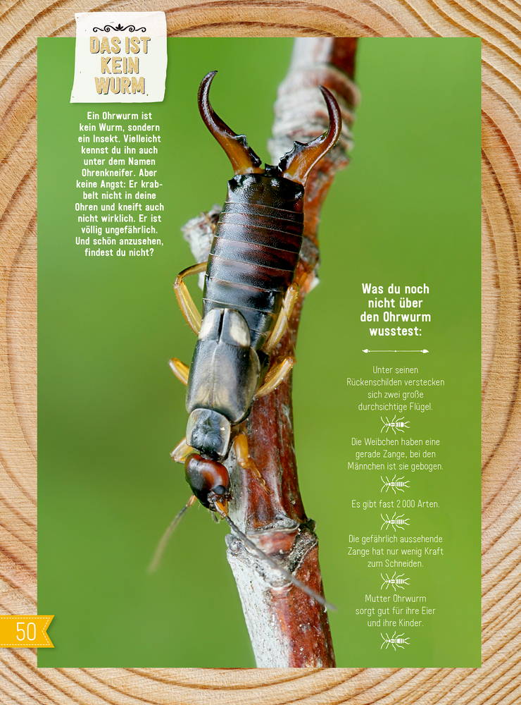INSEKTEN & Co. - Entdecken-Verstehen-Mitmachen