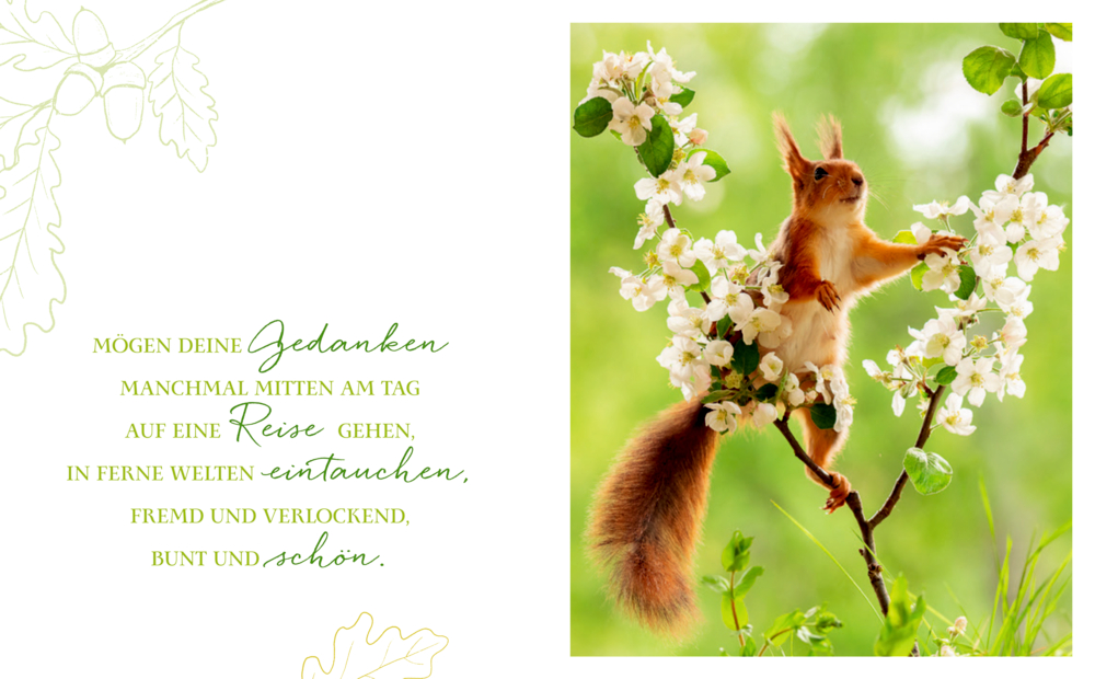 Rotes Eichhörnchen sitzt auf einem blühenden Ast mit weißen Blüten vor grünem Hintergrund.