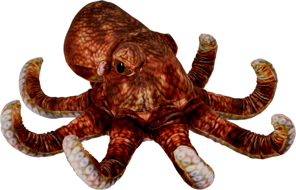 Realistischer brauner Oktopus mit gebogenen Armen und sichtbaren Saugnäpfen auf weißem Hintergrund.