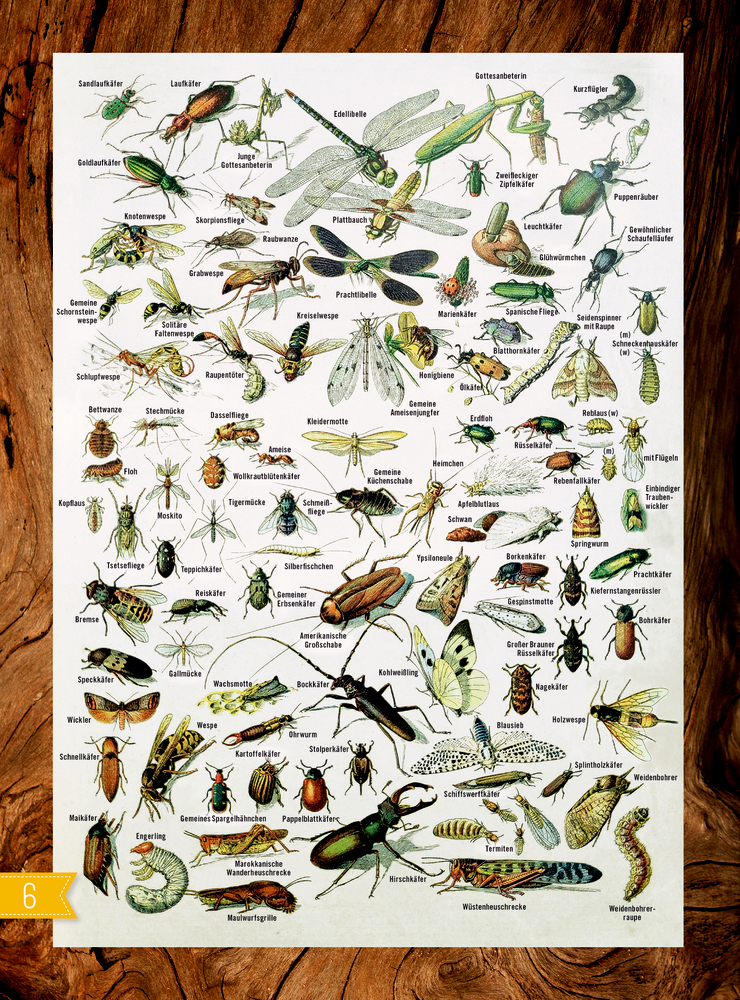 Illustrierte Insektenkarte mit Beschriftungen auf Holzoberfläche; gelbe Lasche mit der Aufschrift „6“ unten links.